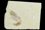 Cretaceous Fossil Shrimp - Lebanon #123887-1
